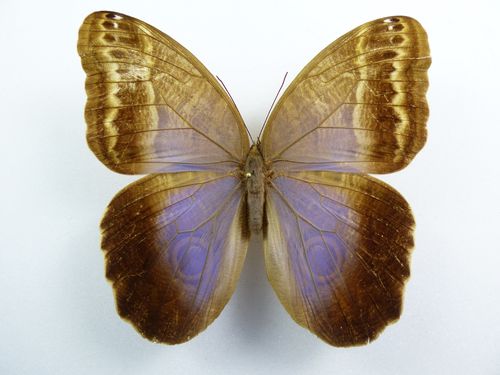 Caligo ilioneus female