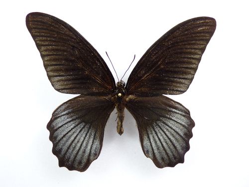 Papilio lowi X Papilio memnon form ? hybrid male