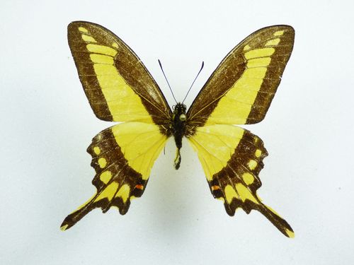 Papilio himeros ssp. baia Männchen