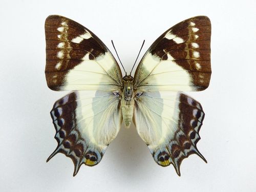 Polyura clitarchus Weibchen