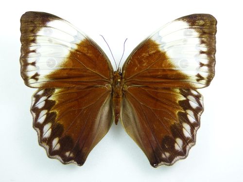 Stichophthalma louisa ssp. mathilda Weibchen