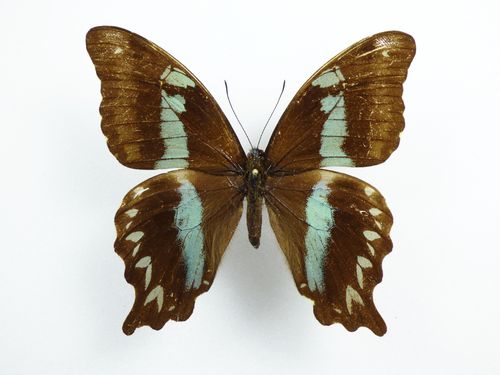 Papilio aethiops Weibchen