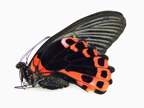 Papilio rumanzovia Weibchen UP