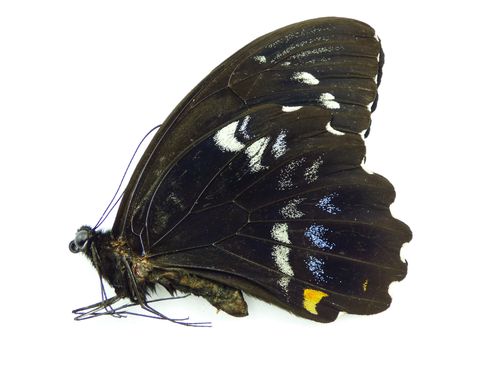 Papilio gambrisius Männchen UP