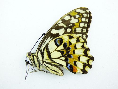 Papilio demoleus Weibchen UP