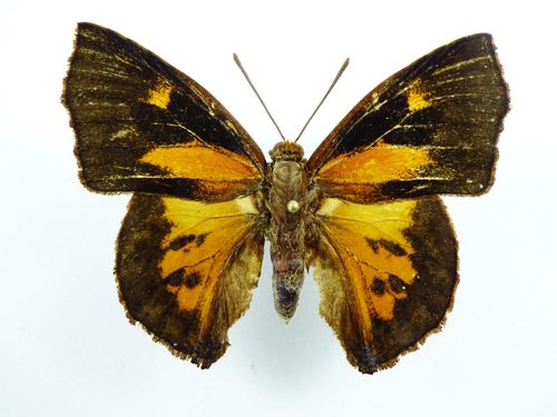 Liphyra brassolis male