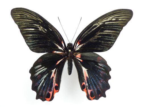 Papilio rumanzovia gynandromorph #1
