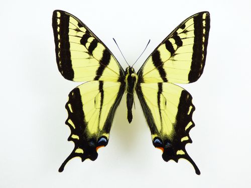 Papilio rutulus male