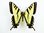 Papilio rutulus Männchen