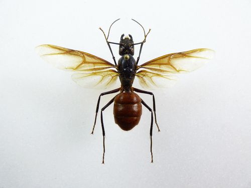 Camponotus gigas / Ameise / Königin