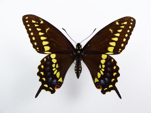 Papilio asterias Männchen