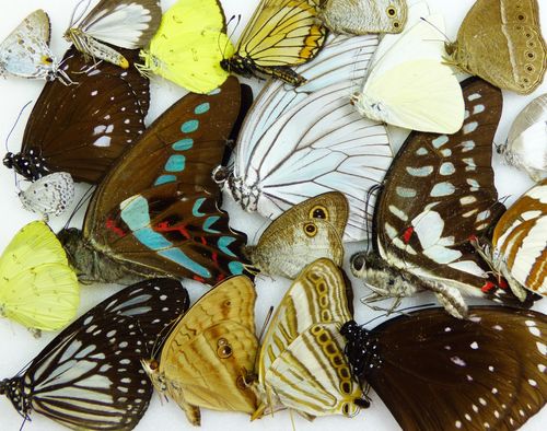 Mixed daybutterflies Indonesia, 25 pieces UP