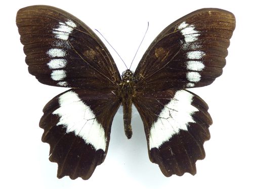 Papilio woodfordi male