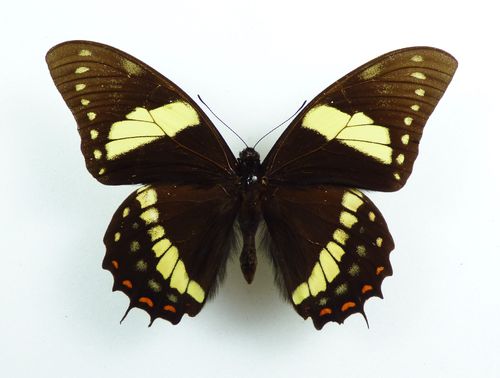 Papilio menatius ssp. lenaeus male