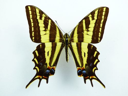 Papilio pilumnus male