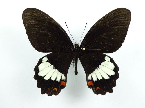 Papilio phestus ssp "Vella Lavella Isl." male