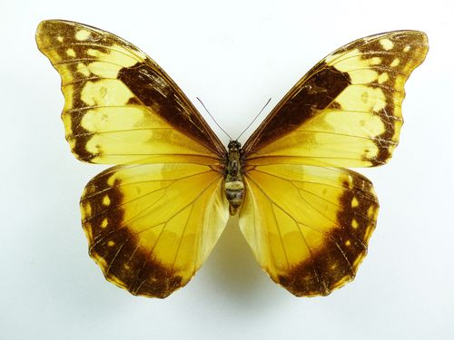 Morpho rhetenor ssp. eusebes Weibchen