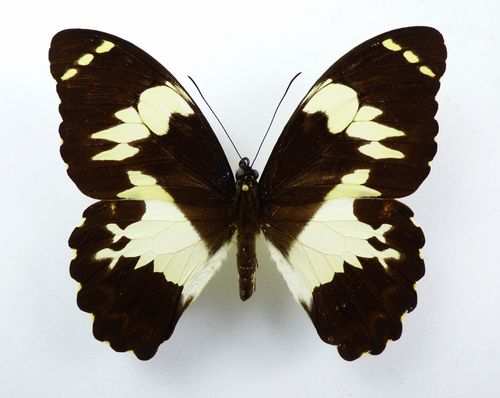 Papilio euchenor ssp. euchenor female