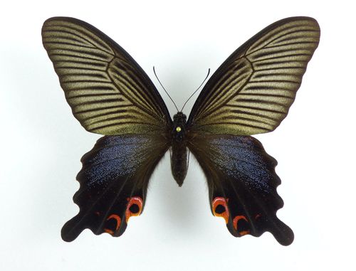 Papilio protenor ssp. demetrius female