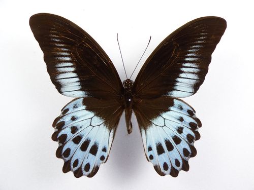 Papilio polymnestor ssp. polymnestor male