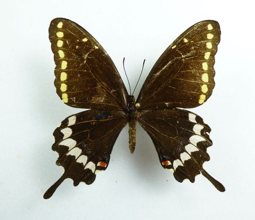 Papilio caiguanabus Weibchen