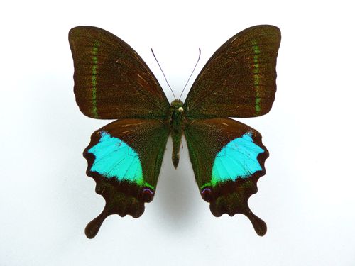 Papilio arjuna ssp. battacorum male