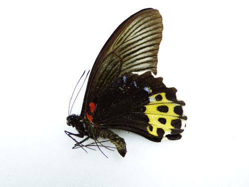 Papilio forbesi Männchen UP