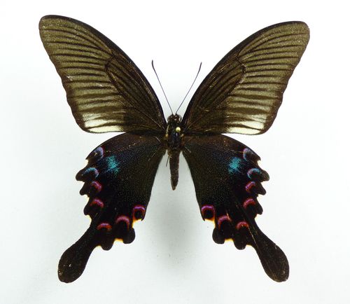 Papilio polyctor ssp. stockleyi male
