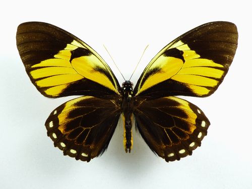 Papilio bachus Aberration Männchen