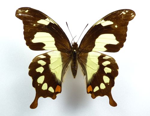 Papilio pelodorus ssp. vesper female