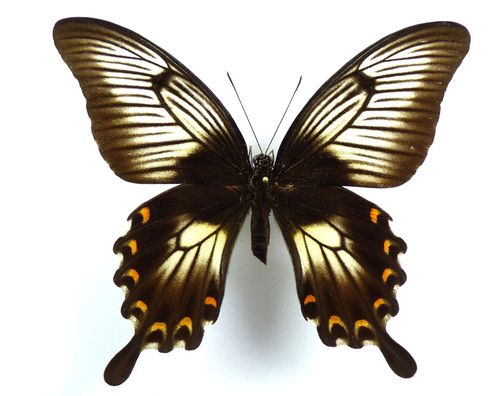 Papilio ascalaphus ssp. ascalaphus female