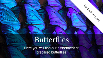 butterflies_