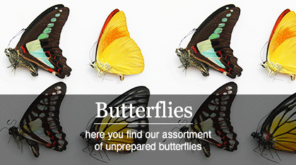 butterflies_unprepared