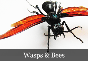 wasps_bees