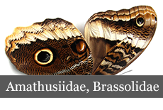 Amathusiidae,-Brassolidae