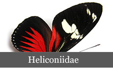 Heliconiidae