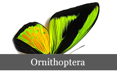 Ornithoptera