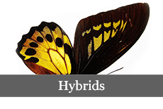 hybrids Aureus_butterflies